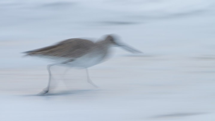 Schlammtreter Catoptrophorus semipalmatus Willet